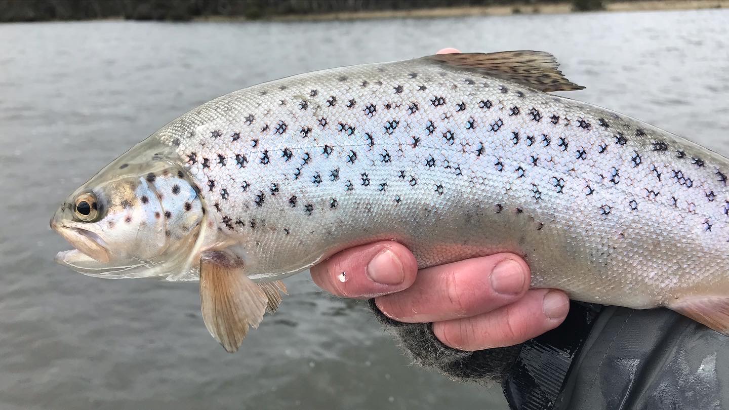 Tasmanian Trout Fishing 2022/23 Mid Season Recap Trout Tales Tasmania
